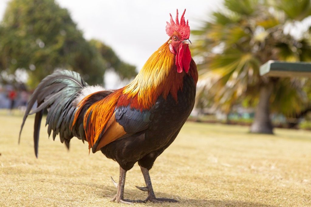 Sho-sho pollitos, aquí canta el gallo más gallo