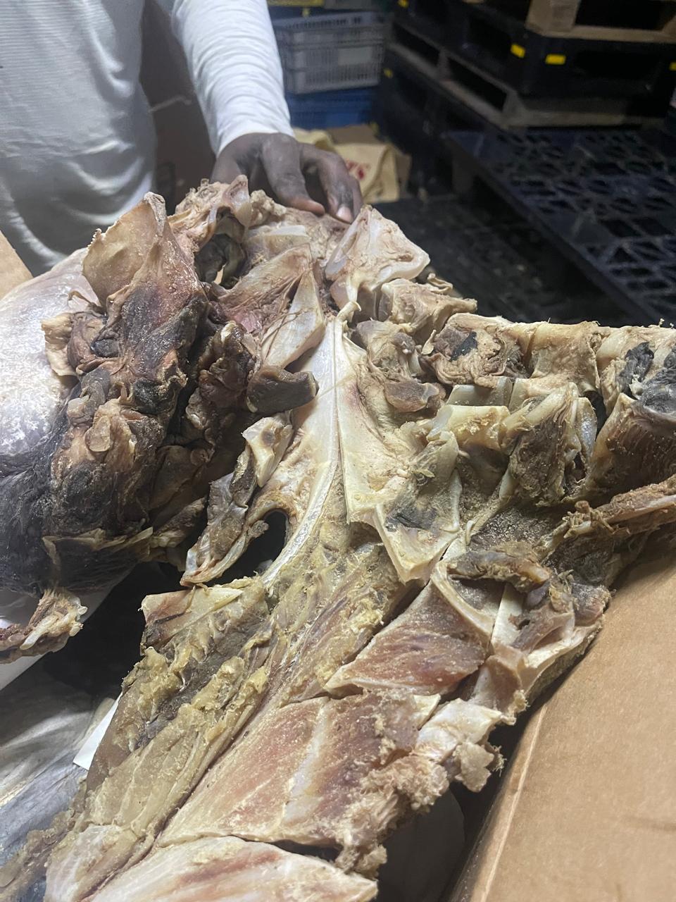 CODOPESCA decomisa 259 libras de tortuga tinglar la especie está en peligro de extinción